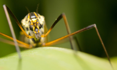 Close-up of a cranefly (or daddy-longlegs)