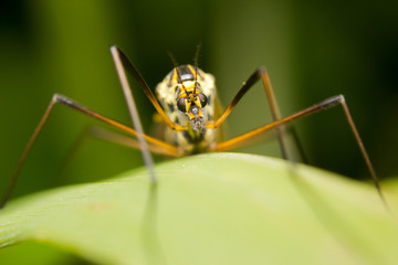 Close-up of a cranefly (or daddy-longlegs)