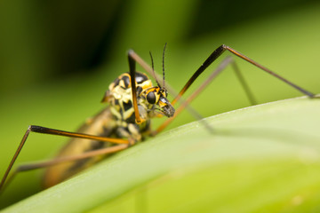 Close-up of a cranefly (or daddy-longlegs)