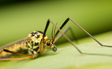 Close-up of a cranefly (or daddy-longlegs)