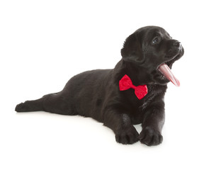 Black Labrador Retriever Puppy