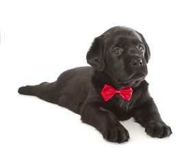 Black Labrador Retriever Puppy