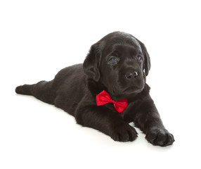 Black Labrador Retriever Puppy