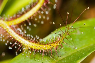 Close-up of a Cape sundew (Drosera capensis)