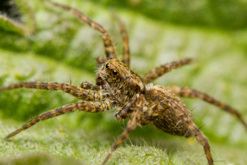 Fototapeta premium Close-up of a Wolf spider (Lycosidae)