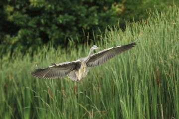 Grey Heron, Ardea cinerea flying
