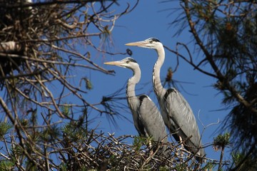 Grey Heron, Ardea cinerea in love