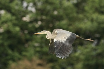 Grey Heron, Ardea cinerea