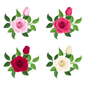 Set of four colored roses. Vector illustration.