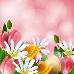 Floral background. Daisies and tulips.