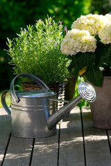 Watering can next to Hydrangea.