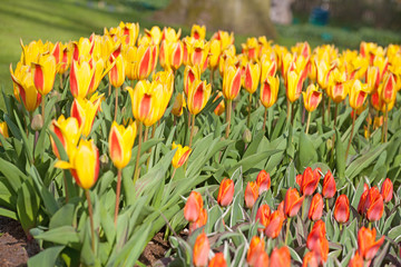 Obraz premium Field of colorful tulips