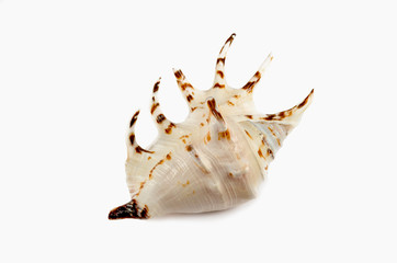 Shell Lambis isolated