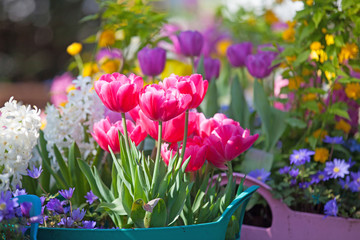 Fototapeta premium Arrangement of colorful flowers