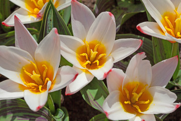 Naklejka na ściany i meble Field of colorful tulips