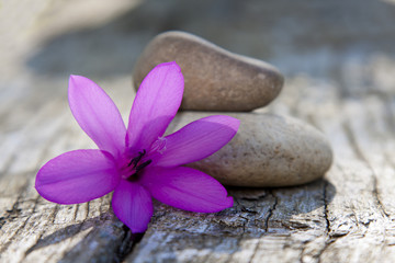 Fototapeta na wymiar kamienie i fioletowy kwiat