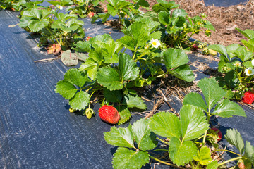 Strawberries in the garden nestled black film