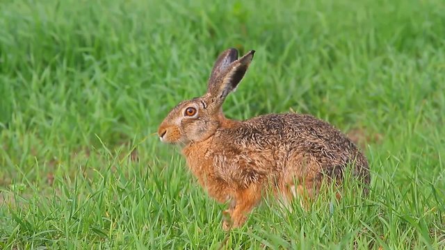 wild hares in nature, nature series