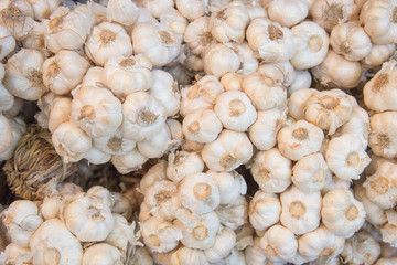 Pattern of garlic