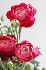 Persian buttercup flowers (ranunculus) isolated on white backgro