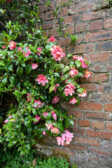 Beautiful spring bush with blooming flowers