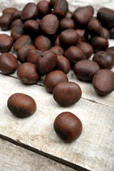 Obraz premium chestnut