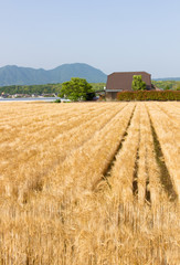 Fototapeta premium barley field