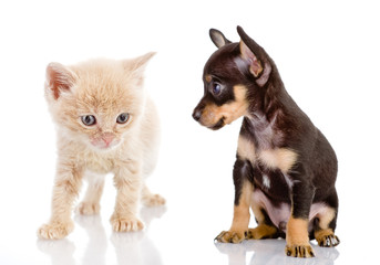 the puppy looks at a kitten. isolated on white 