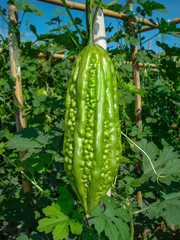 bitter melon