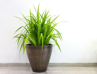 plant in office building