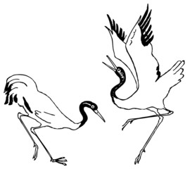 Birds crane dancing
