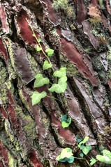 lierre sur un tronc d'arbre