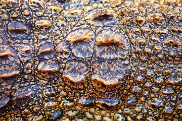 crocodile