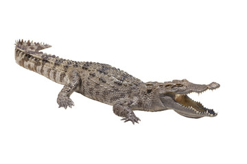 Crocodile