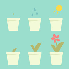 Planting flower info graphic vector