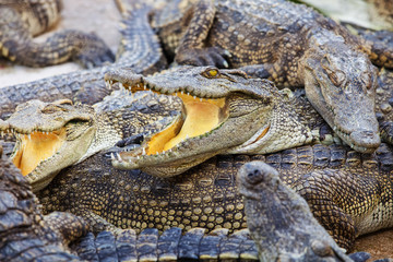 crocodile