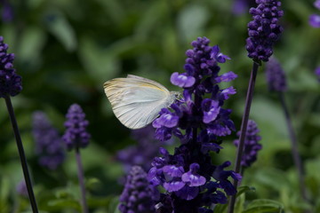 モンシロチョウ