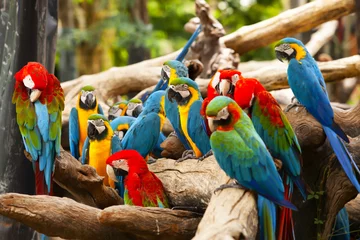 Fotobehang papegaai © nattanan726