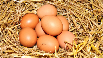 Brown Chicken Eggs