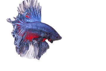 Fighting fish