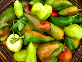 Crop of multicolour Bulgarian pepper