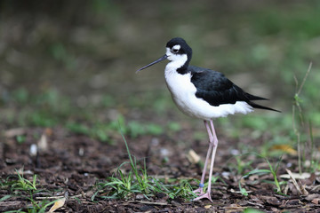 Black-necked Stilt, Himantopus mexicanus