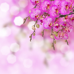 orchid flowers  branch