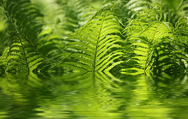 Fern mit Wasserspiegelung