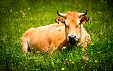 Deurstickers Koe cow
