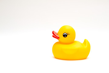 Dingle duck on a white background