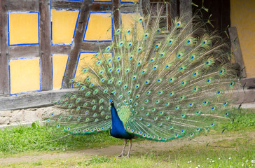 Obraz premium Paon qui fait la roue