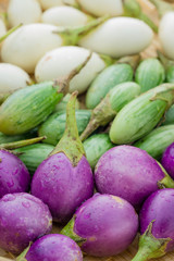 Various types of Purple eggplant or cockroach berry