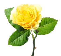 gelbe Rose