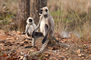 Fototapeta premium Hanuman-Languren